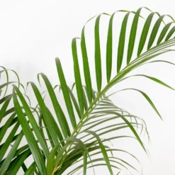 Dypsis Lutescens Incl. Panier En Jonc De Mer - Palmier Doré - ⌀21 Cm - ↕100-110 Cm -Karcher Soldes 640b78a15679d4.05668211
