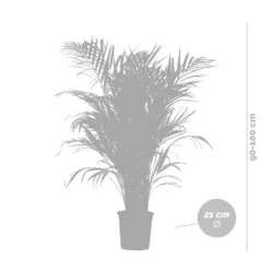 Dypsis Lutescens Incl. Panier En Jonc De Mer - Palmier Doré - ⌀21 Cm - ↕100-110 Cm -Karcher Soldes 640b78a17edc87.53736891