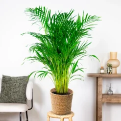 Dypsis Lutescens Incl. Panier En Jonc De Mer - Palmier Doré - ⌀21 Cm - ↕100-110 Cm -Karcher Soldes 640b78a18cf930.54558956