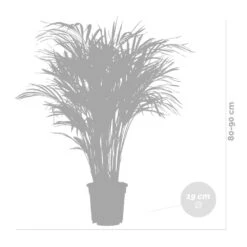 Dypsis Lutescens Incl. Panier En Jonc De Mer - Palmier Doré - ⌀20 Cm - ↕90-100 Cm -Karcher Soldes 640b78a2834a51.61402820