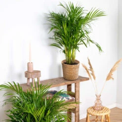 Dypsis Lutescens Incl. Panier En Jonc De Mer - Palmier Doré - ⌀20 Cm - ↕90-100 Cm -Karcher Soldes 640b78a2886787.17371081