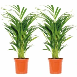 2x Dypsis Lutescens - Palmier Doré - Plante D'intérieur - Facile D'entretien - ⌀17 Cm - ↕60-70 Cm