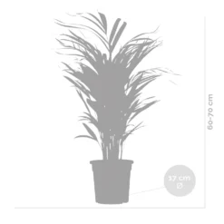 2x Dypsis Lutescens - Palmier Doré - Plante D'intérieur - Facile D'entretien - ⌀17 Cm - ↕60-70 Cm -Karcher Soldes 640b78a391d3f4.46710132