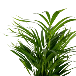 2x Dypsis Lutescens - Palmier Doré - Plante D'intérieur - Facile D'entretien - ⌀17 Cm - ↕60-70 Cm -Karcher Soldes 640b78a39680a7.80679516