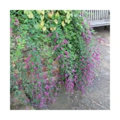 Lespedeza De Thunberg/godet - 5/10 Cm