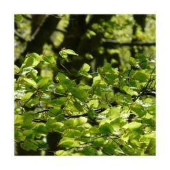 Hêtre Commun Sylvatica/pot De 7,5l - 60/80 Cm -Karcher Soldes 6411c521126554.18080660