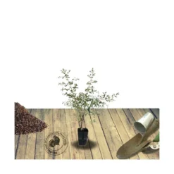 Eucalyptus Gunni France Bleu® 'rengun'/pot De 7,5l - 40/60 Cm -Karcher Soldes 6411c525698294.06314263