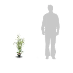 Eucalyptus Gunni France Bleu® 'rengun'/pot De 7,5l - 40/60 Cm -Karcher Soldes 6411c525840195.31640674