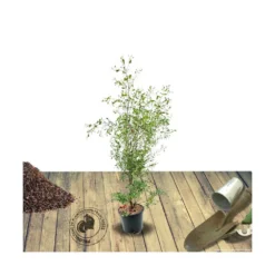 Eucalyptus Gunni France Bleu® 'rengun'/pot De 7,5l - 40/60 Cm -Karcher Soldes 6411c52588d7f2.88023522