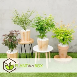 Assorti De 8 Erables Du Japon - Pot ⌀10 Cm - H.25-40cm (hauteur Pot Incluse) -Karcher Soldes 6421dd63e6f720.35493338