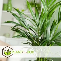 Palmier Kentia - Pot ⌀21 Cm - H. 130-140cm (hauteur Pot Incluse) -Karcher Soldes 6422e18667b5b7.10247257