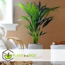 Palmier Kentia - Pot ⌀21 Cm - H. 130-140cm (hauteur Pot Incluse) -Karcher Soldes 6422e1866c5cc6.02870111