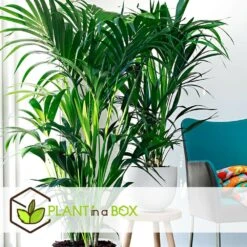 Palmier Kentia - Pot ⌀21 Cm - H. 130-140cm (hauteur Pot Incluse) -Karcher Soldes 6422e18682ded8.54376534