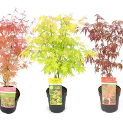 Set De 3 Erables Japonnais - Pot ⌀19cm - H.60-70cm (hauteur Pot Incluse) - Acer Japonica - Plantes Rustique
