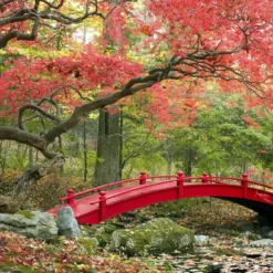 Set De 3 Erables Japonnais - Pot ⌀19cm - H.60-70cm (hauteur Pot Incluse) - Acer Japonica - Plantes Rustique -Karcher Soldes 64233256479f90.69850499