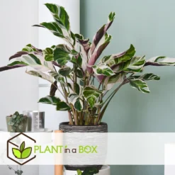 Calathea 'white Fusion' - Pot ⌀14cm - H.30-40cm (hauteur Pot Incluse) -Karcher Soldes 6423335ecc24f3.00608541