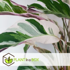 Calathea 'white Fusion' - Pot ⌀14cm - H.30-40cm (hauteur Pot Incluse) -Karcher Soldes 6423335ed08de5.87372206