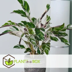 Calathea 'white Fusion' - Pot ⌀14cm - H.30-40cm (hauteur Pot Incluse) -Karcher Soldes 6423335ed559f6.10005262