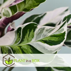 Calathea 'white Fusion' - Pot ⌀14cm - H.30-40cm (hauteur Pot Incluse) -Karcher Soldes 6423335eda0cd7.05143036