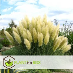 Cortaderia Selloana - Set De 3 - La Pampa - Blanc - Pot 9cm - Hauteur 25-40cm 7 Cortaderia Selloana - Set De 3 - La Pampa - Blanc - Pot 9cm - Hauteur 25-40cm -Karcher Soldes 6426d36bc2a668.31887290