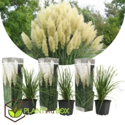 Cortaderia Selloana - Set De 3 - La Pampa - Blanc - Pot 9cm - Hauteur 25-40cm 6 Cortaderia Selloana - Set De 3 - La Pampa - Blanc - Pot 9cm - Hauteur 25-40cm -Karcher Soldes 6426d36bcbe739.61225323
