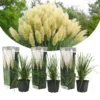 Cortaderia Selloana - Set De 3 - La Pampa - Blanc - Pot 9cm - Hauteur 25-40cm