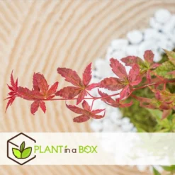 Acer Palmatum 'beni Maiko' - érable Du Japon - Pot 19cm - Hauteur 60-70cm -Karcher Soldes 6426d375c7d192.60013909