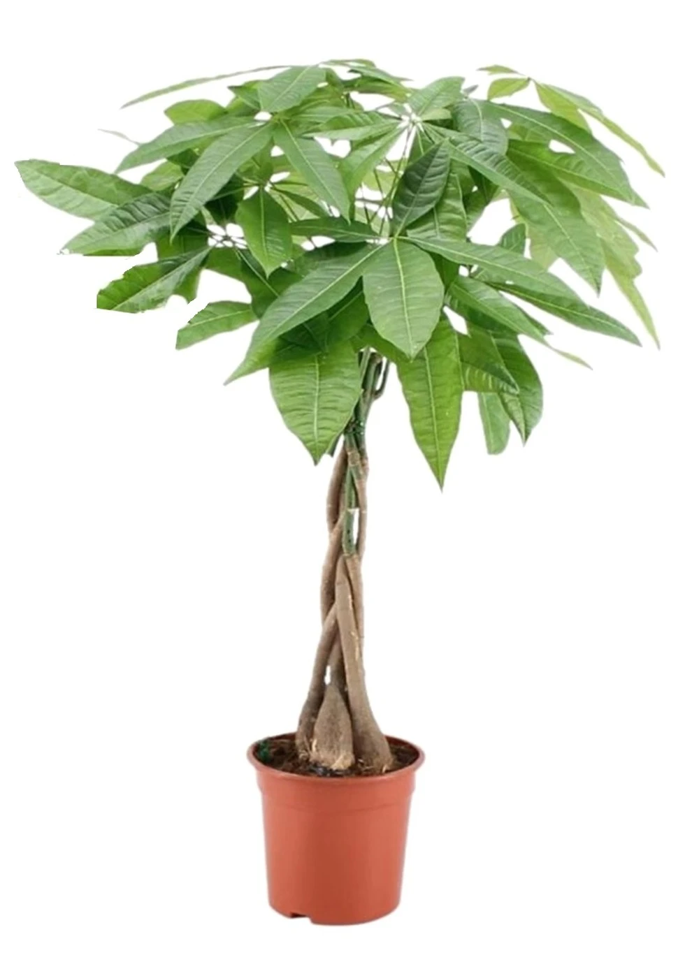 Pachira Aquatica - "money Tree" - Pot 17cm - Hauteur 60-70cm 1 Pachira Aquatica - "money Tree" - Pot 17cm - Hauteur 60-70cm