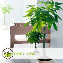 Pachira Aquatica - "money Tree" - Pot 17cm - Hauteur 60-70cm 7 Pachira Aquatica - "money Tree" - Pot 17cm - Hauteur 60-70cm -Karcher Soldes 6426d61134eda5.40007499