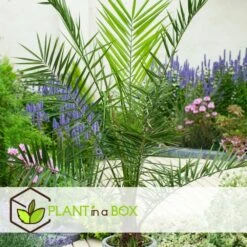 Phoenix Canariensis - Palmier Dattier - Pot 19cm - Hauteur 80-100cm 7 Phoenix Canariensis - Palmier Dattier - Pot 19cm - Hauteur 80-100cm -Karcher Soldes 6426d611c285a5.96605163