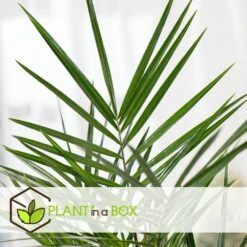 Phoenix Canariensis - Palmier Dattier - Pot 19cm - Hauteur 80-100cm 6 Phoenix Canariensis - Palmier Dattier - Pot 19cm - Hauteur 80-100cm -Karcher Soldes 6426d611c7d867.88090118