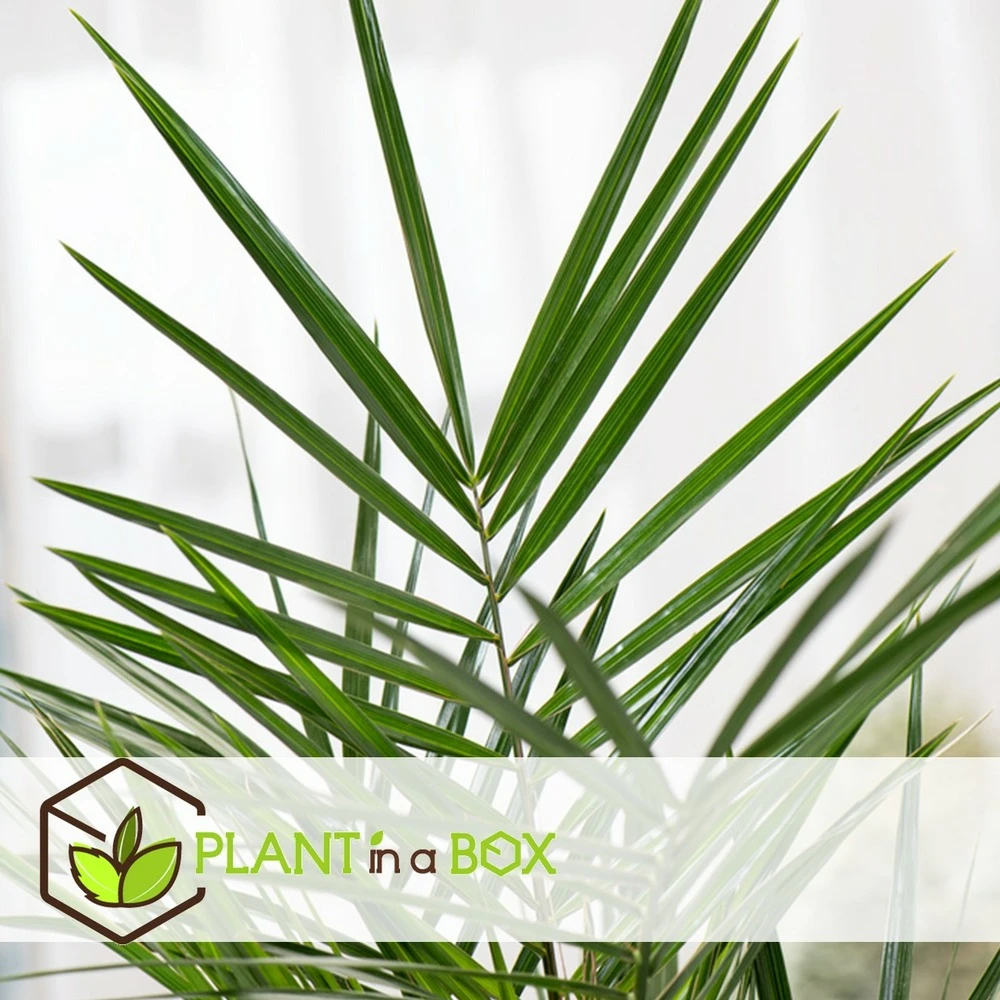 Phoenix Canariensis - Palmier Dattier - Pot 19cm - Hauteur 80-100cm 3 Phoenix Canariensis - Palmier Dattier - Pot 19cm - Hauteur 80-100cm – Image 3