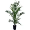 Phoenix Canariensis - Palmier Dattier - Pot 19cm - Hauteur 80-100cm