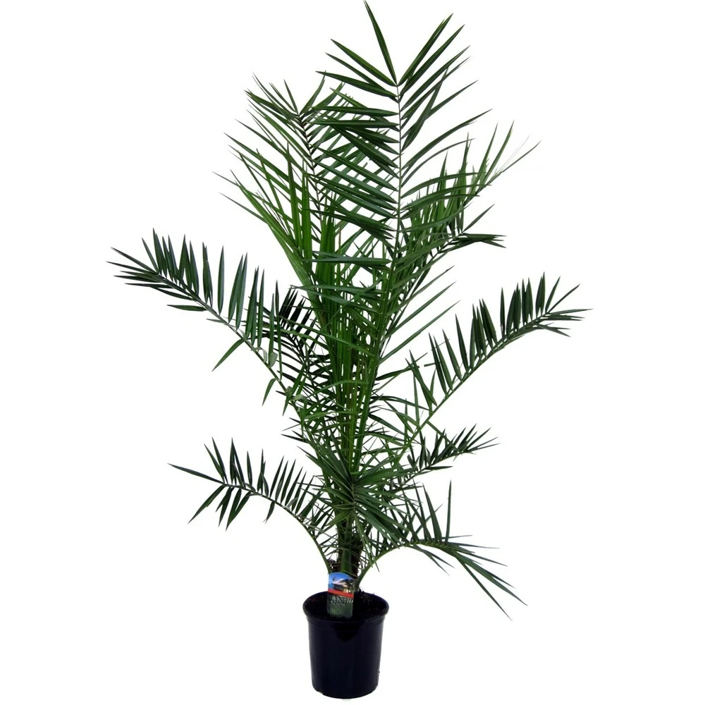 Phoenix Canariensis - Palmier Dattier - Pot 19cm - Hauteur 80-100cm 1 Phoenix Canariensis - Palmier Dattier - Pot 19cm - Hauteur 80-100cm