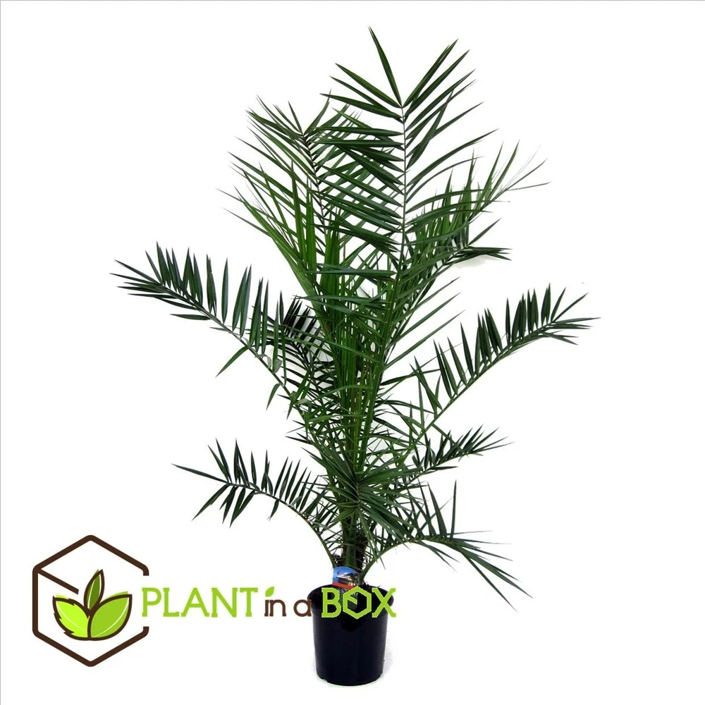 Phoenix Canariensis - Palmier Dattier - Pot 19cm - Hauteur 80-100cm 2 Phoenix Canariensis - Palmier Dattier - Pot 19cm - Hauteur 80-100cm – Image 2