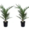 Phoenix Canariensis - Set De 2 - Palmier Dattier - Pot 15cm - Hauteur 50-60cm