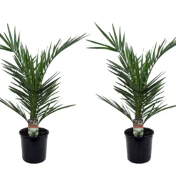 Phoenix Canariensis - Set De 2 - Palmier Dattier - Pot 15cm - Hauteur 50-60cm