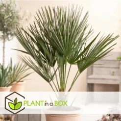 Chamaerops Humilis - Palmier Nain Européen - Pot 15cm - Hauteur 50-60cm -Karcher Soldes 6426d614684af9.65579280