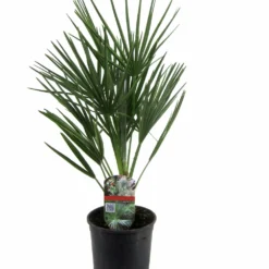 Chamaerops Humilis - Palmier Nain Européen - Pot 15cm - Hauteur 50-60cm