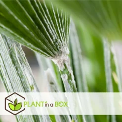 Chamaerops Humilis - Palmier Nain Européen - Pot 15cm - Hauteur 50-60cm -Karcher Soldes 6426d6147496f9.18718756