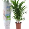Dypsis Lutescens - Areca Gold Palm - Pot 17cm - Hauteur 60-70cm