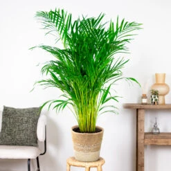 Dypsis Lutescens Incl. Panier Nea - Golden Palm - Facile D'entretien - ⌀21 Cm - ↕100-110 Cm -Karcher Soldes 6450ff678d22a6.50524054