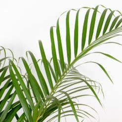 Dypsis Lutescens Incl. Panier Nea - Golden Palm - Facile D'entretien - ⌀21 Cm - ↕100-110 Cm -Karcher Soldes 6450ff67a0c775.65181516