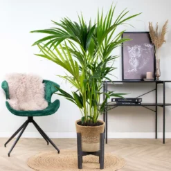 Howea Forsteriana Incl. Panier En Jute - Palmier Kentia - ⌀19 Cm - ↕90-100 Cm -Karcher Soldes 6450ff6ad42705.73721678