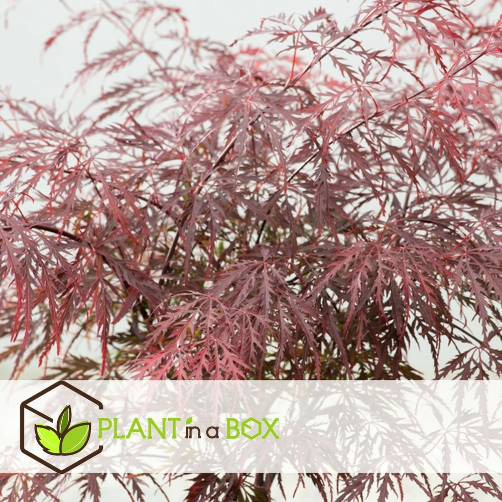 Acer Palmatum 'garnet' - Set De 2 - Erable - Pot 19cm - Hauteur 60-70cm 2 Acer Palmatum 'garnet' - Set De 2 - Erable - Pot 19cm - Hauteur 60-70cm – Image 2