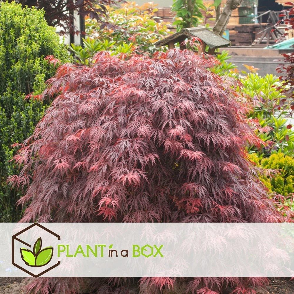 Acer Palmatum 'garnet' - Set De 2 - Erable - Pot 19cm - Hauteur 60-70cm 4 Acer Palmatum 'garnet' - Set De 2 - Erable - Pot 19cm - Hauteur 60-70cm – Image 4