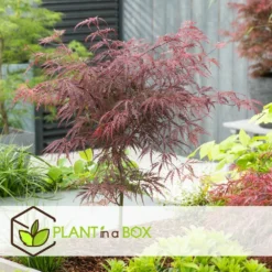 Acer Palmatum 'garnet' - Set De 2 - Erable - Pot 19cm - Hauteur 60-70cm 9 Acer Palmatum 'garnet' - Set De 2 - Erable - Pot 19cm - Hauteur 60-70cm -Karcher Soldes 64594fca4b0651.02108510