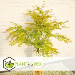 Erable Japonais 'orange Lace' - Set De 2 - Erable - Pot 19 - Hauteur 60-70cm -Karcher Soldes 64594fd92a0775.57085083