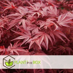 Acer Palmatum 'atropurpureum' - Set De 2 - Erable - Pot 19cm - Hauteur 60-70cm -Karcher Soldes 64594fdc8bb888.54159068