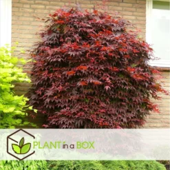 Acer Palmatum 'atropurpureum' - Set De 2 - Erable - Pot 19cm - Hauteur 60-70cm -Karcher Soldes 64594fdc9db923.88068489